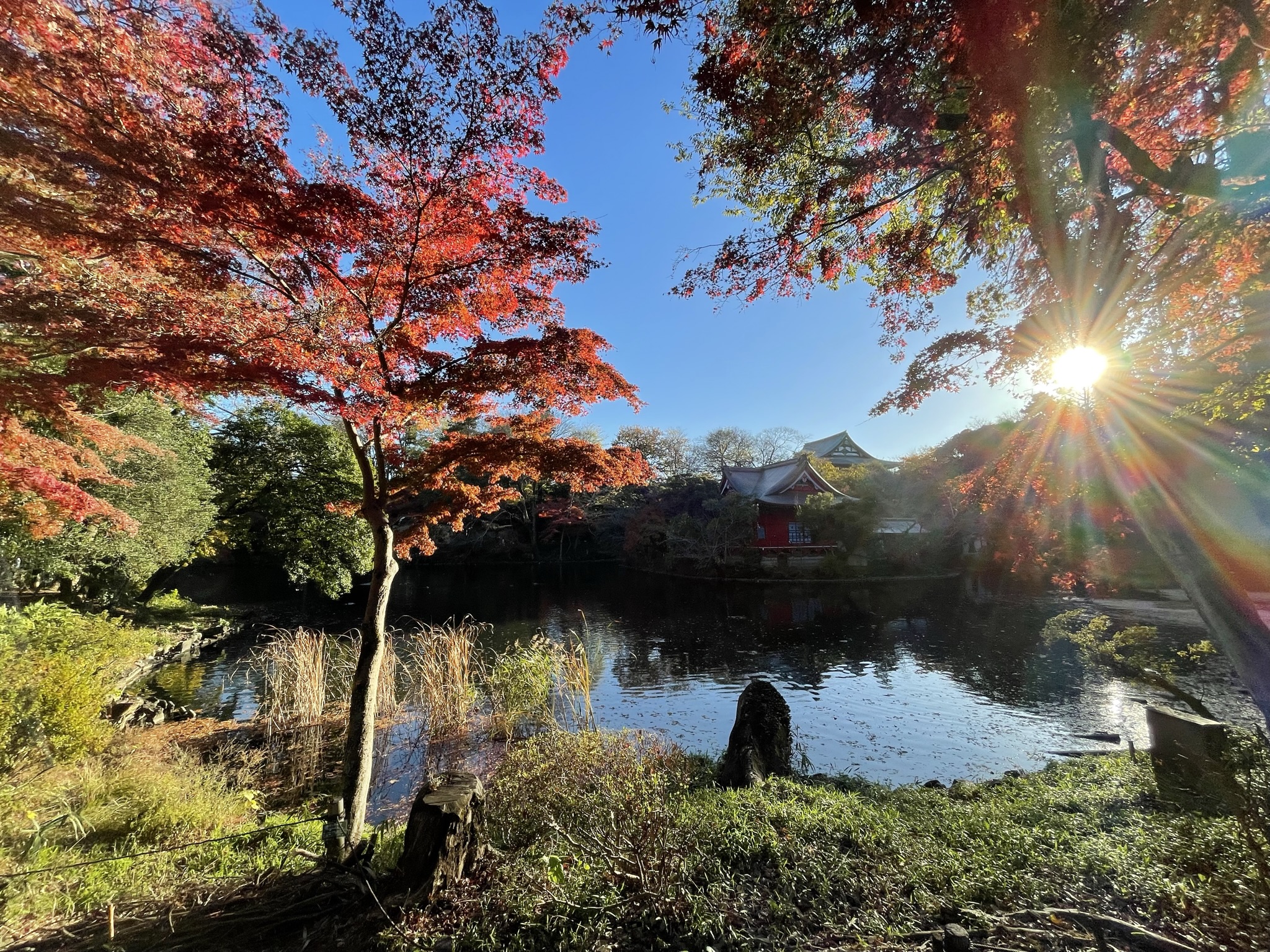 Metropolitan-Inokashira-Onshi-Park