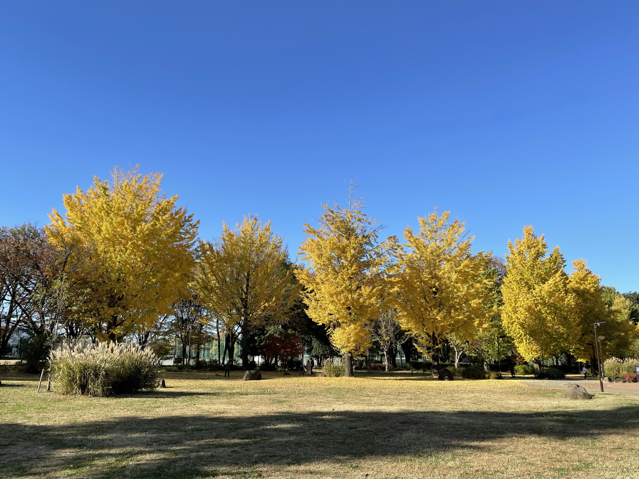 Musashino-Central-Park